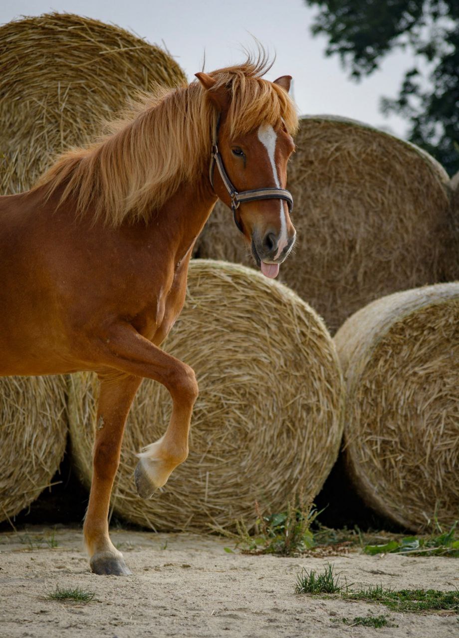 Kind sitzt glücklich auf einem Pony, daneben eine Betreuerin